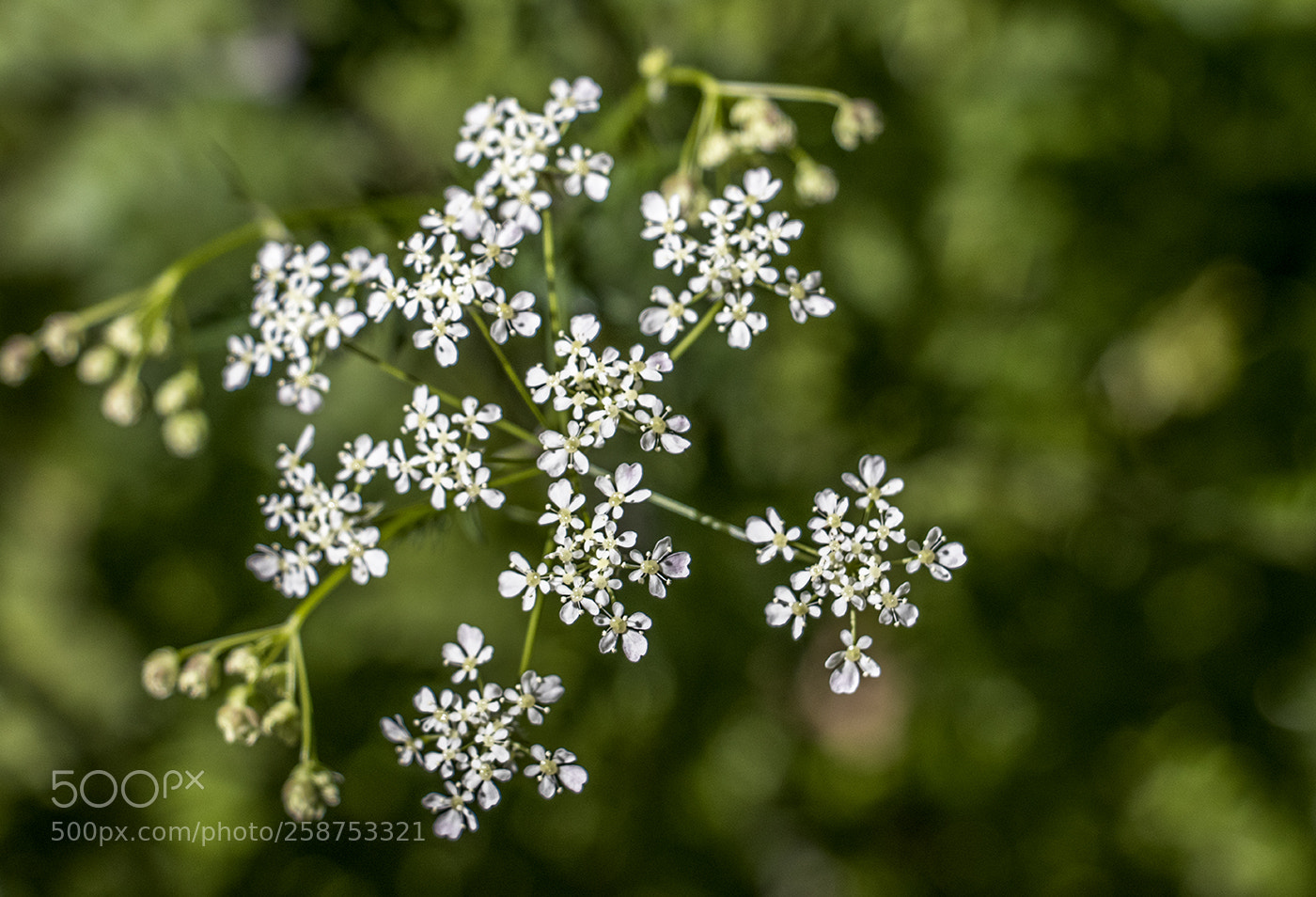 Canon EOS 80D sample photo. Woodland flower photography