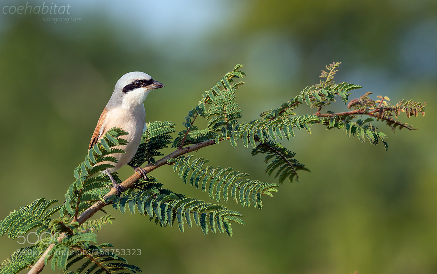 Nikon D800 sample photo. Red backed shrike photography