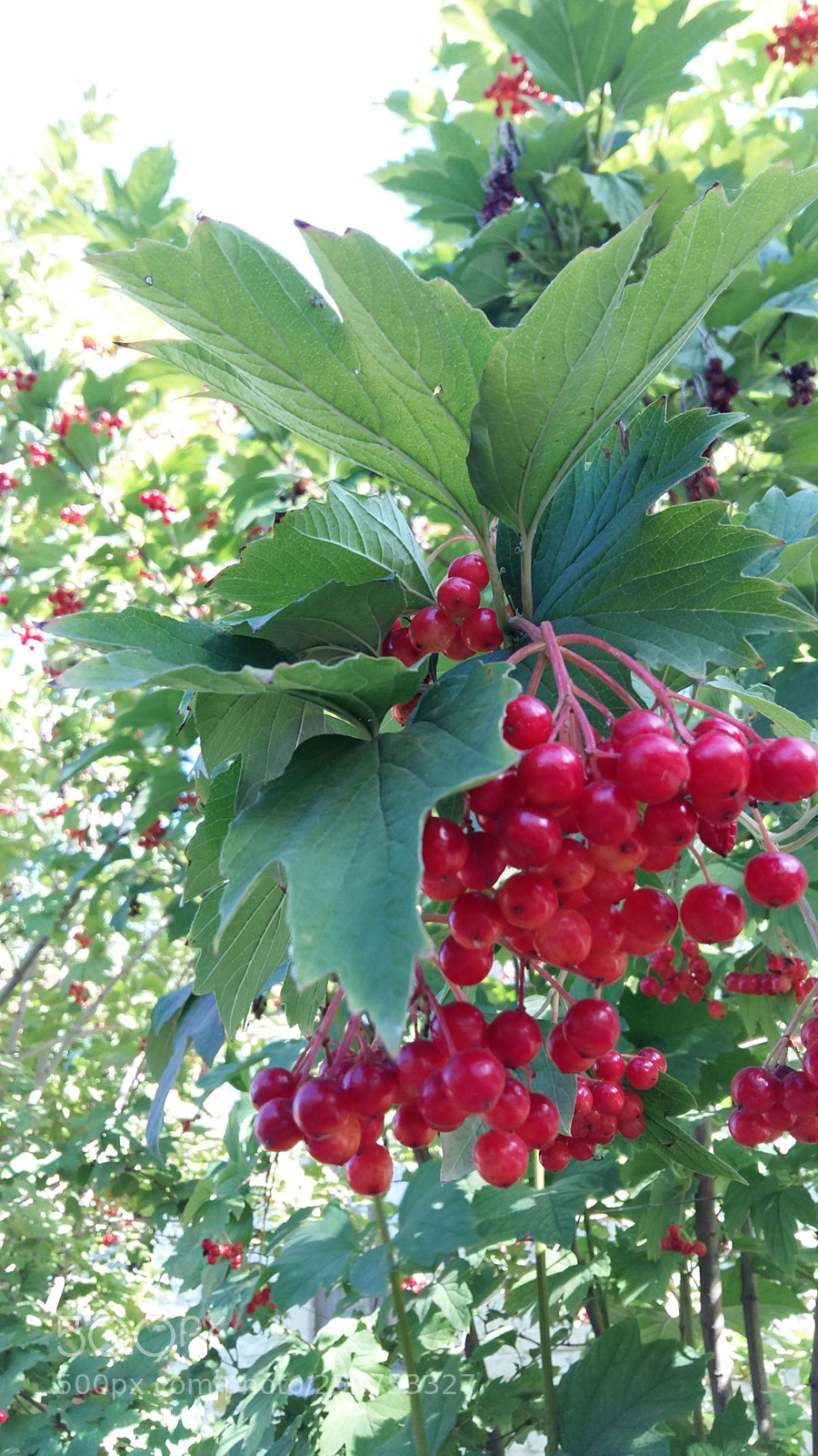 Samsung Galaxy A5 sample photo. Red berry photography