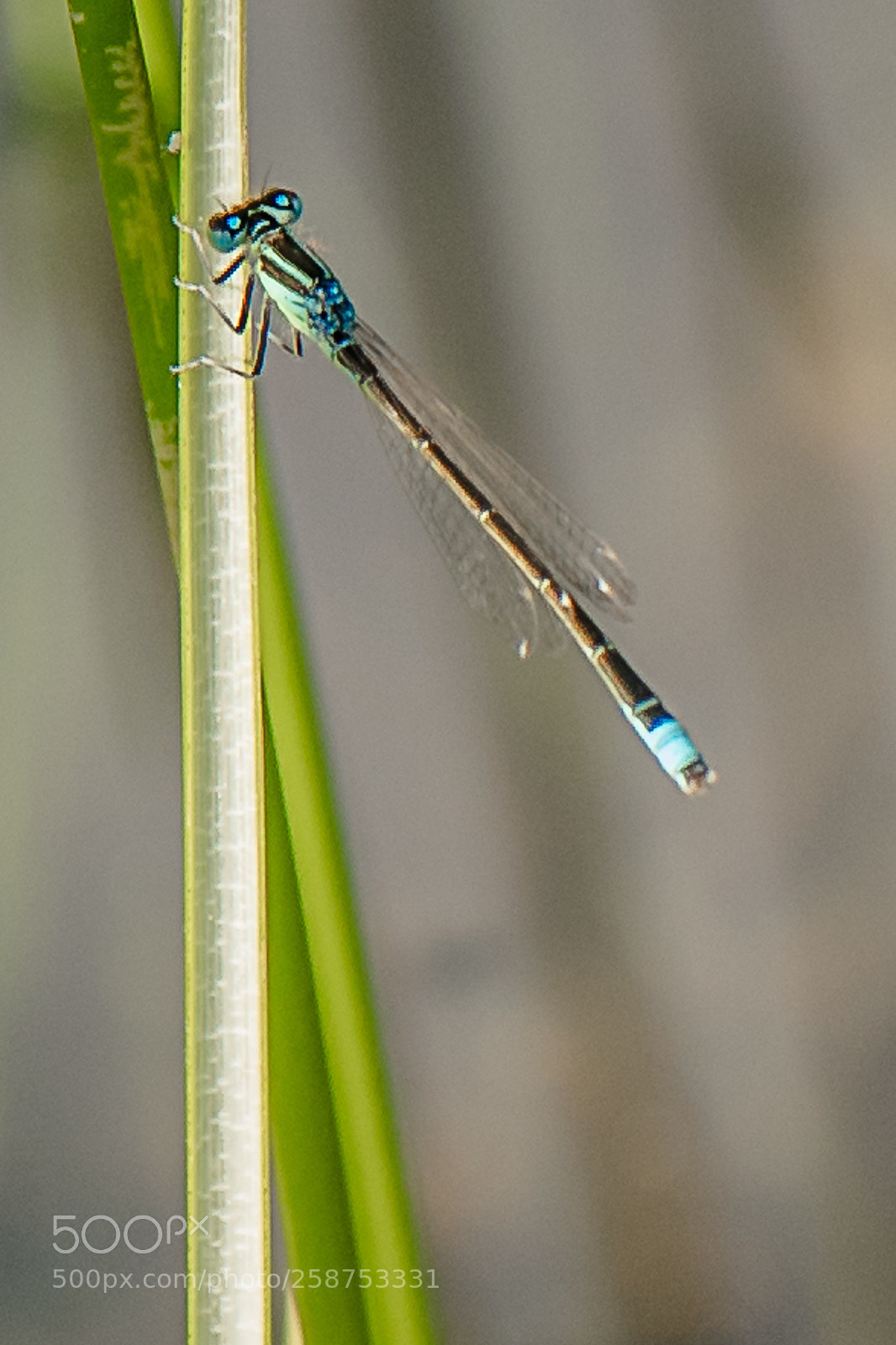 Nikon D750 sample photo. Dragonfly photography