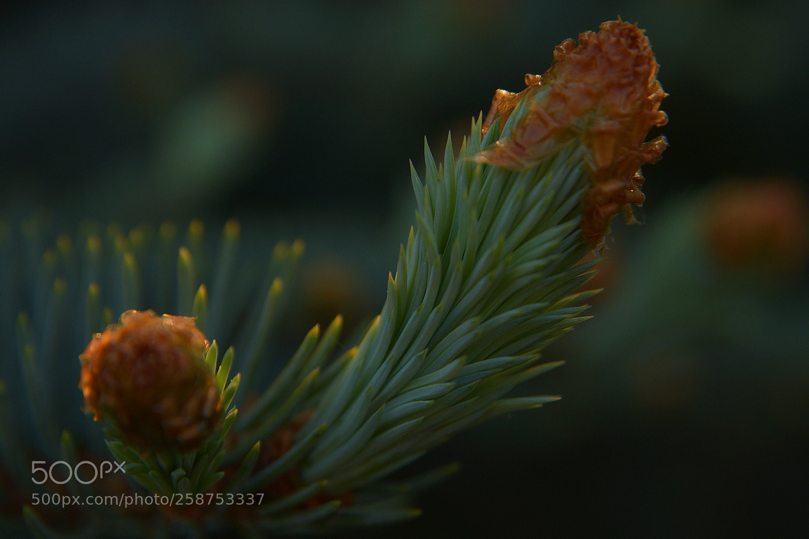 Nikon D3300 sample photo. Spruce photography