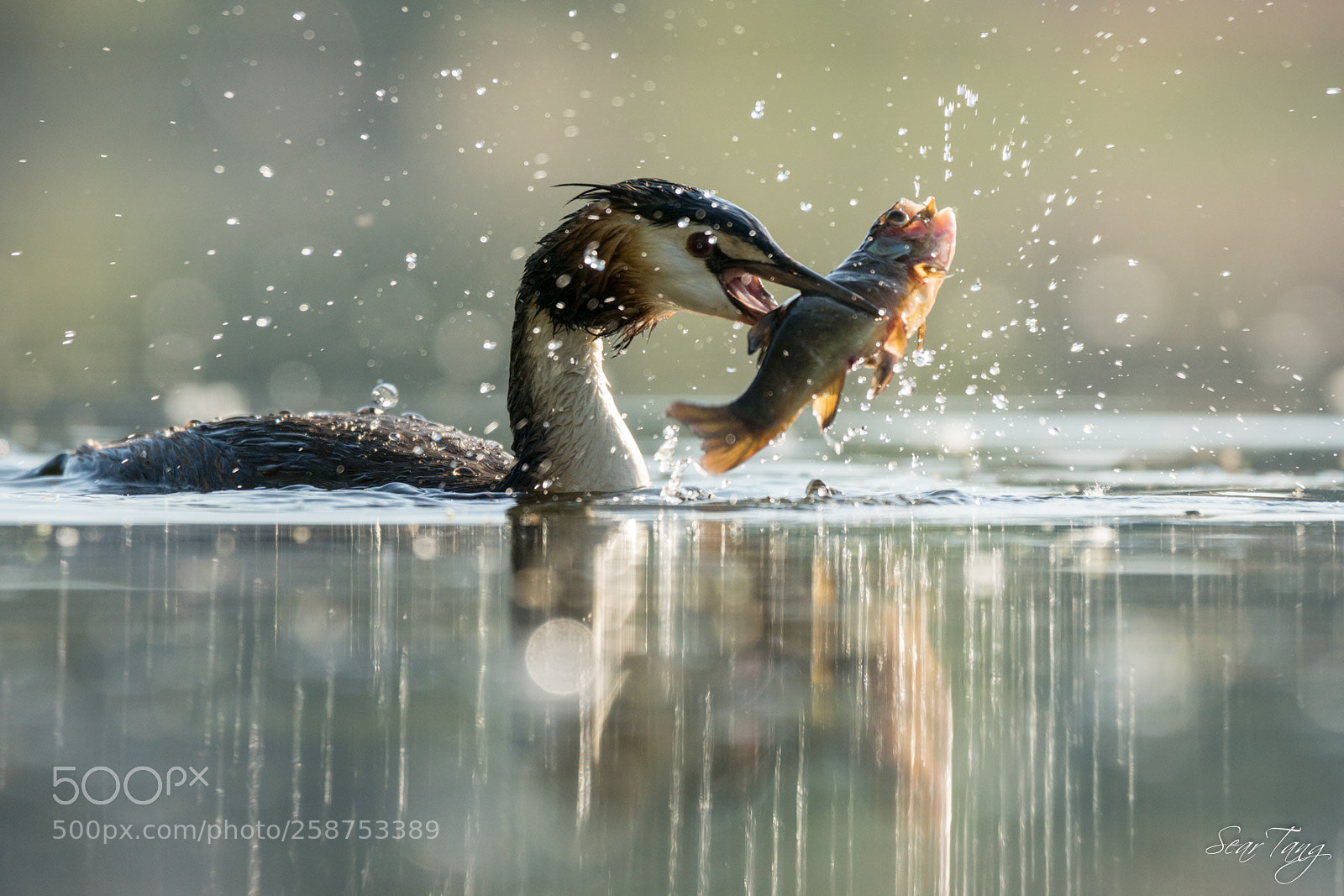Sony ILCA-77M2 sample photo. Great crested grebe photography