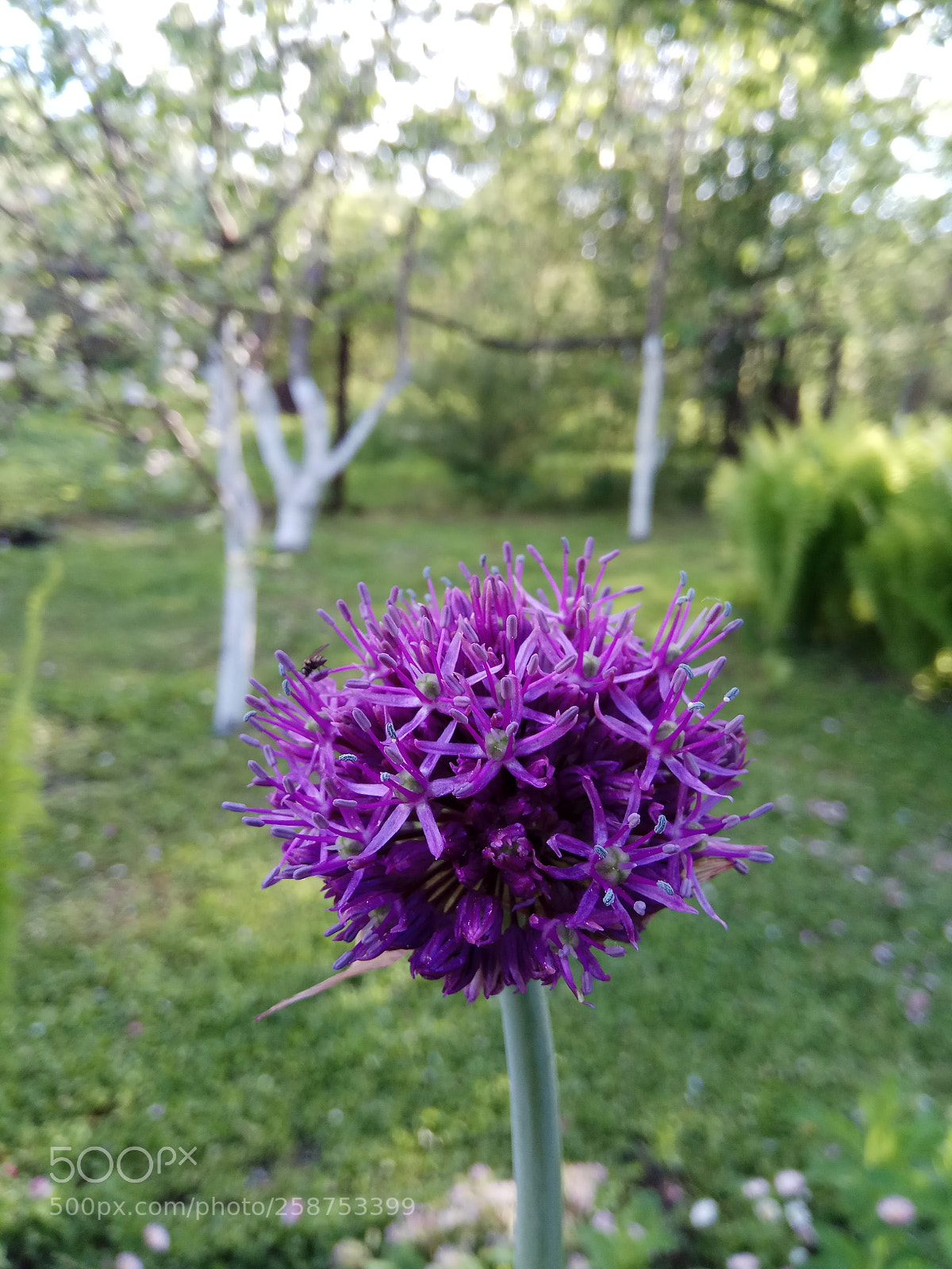 Xiaomi Redmi Note 4 sample photo. Botanic photography