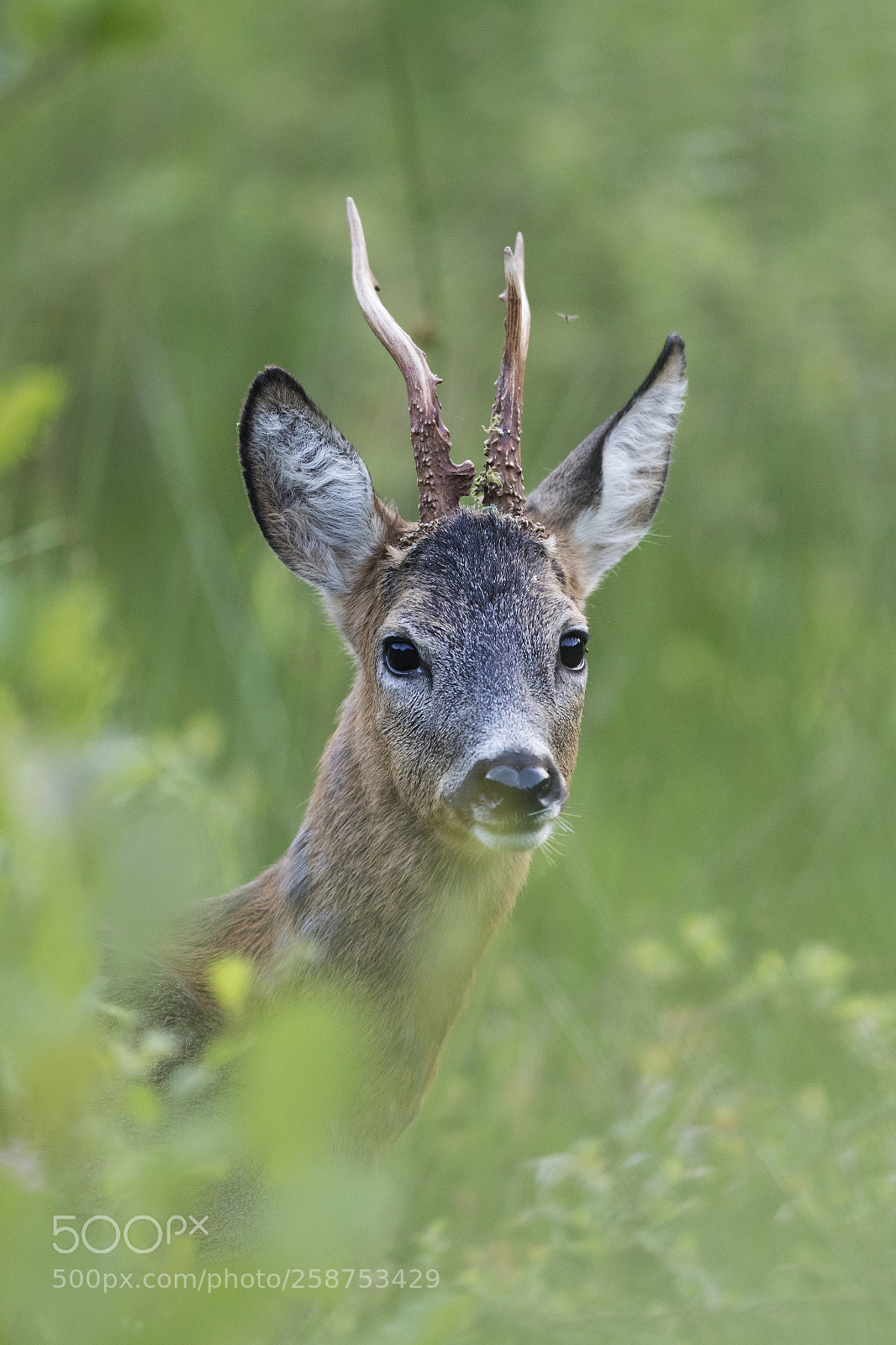 Canon EOS 7D Mark II sample photo. Those eyes photography