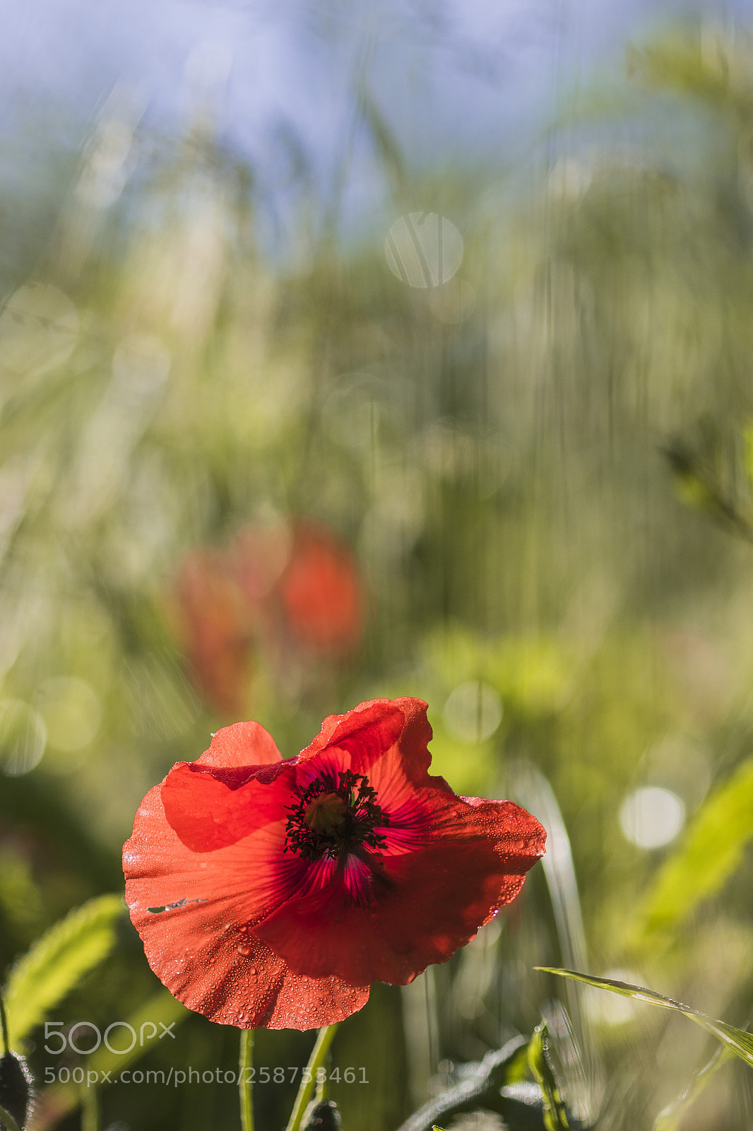 Canon EOS 7D Mark II sample photo. Red photography