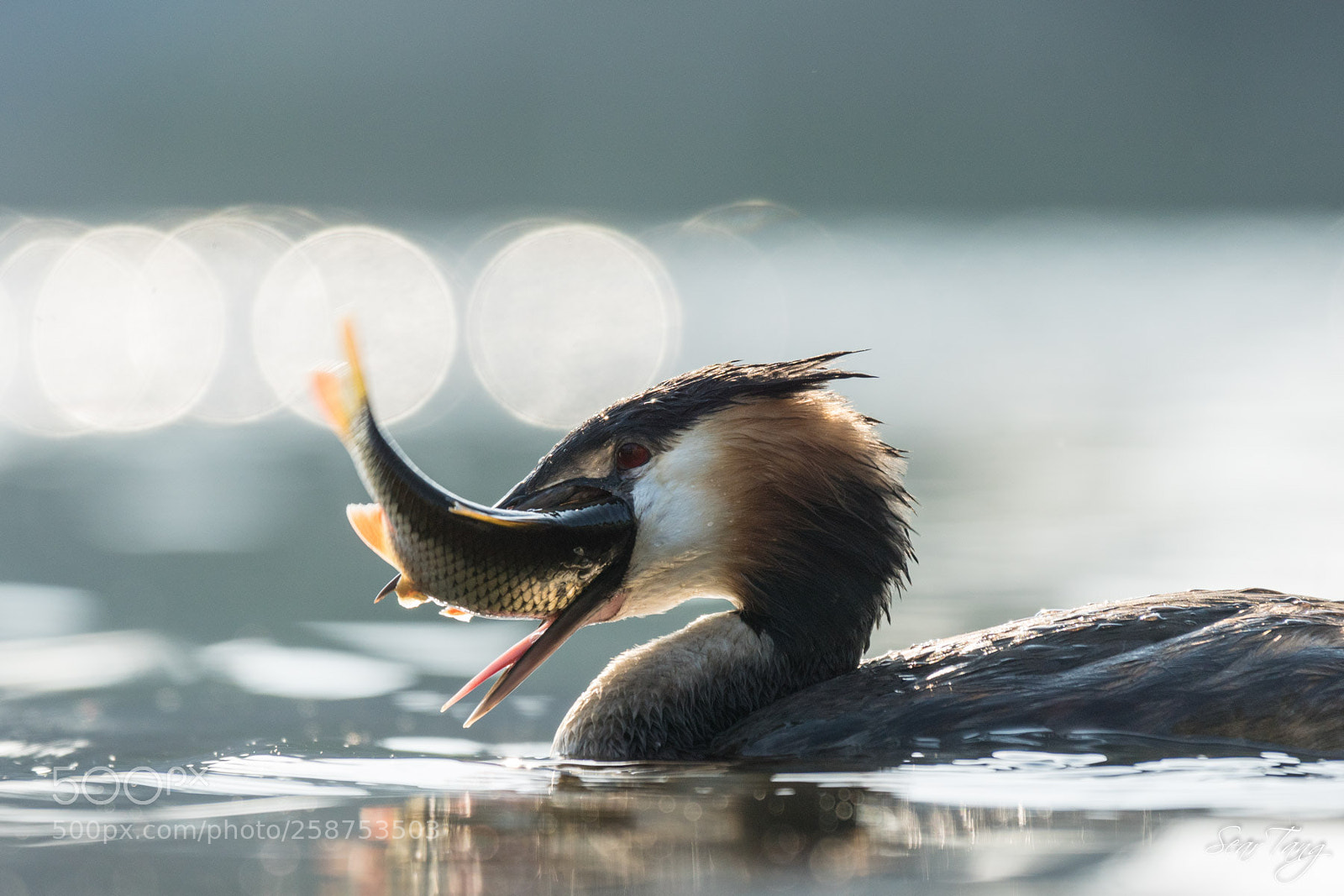 Sony ILCA-77M2 sample photo. Great crested grebe photography
