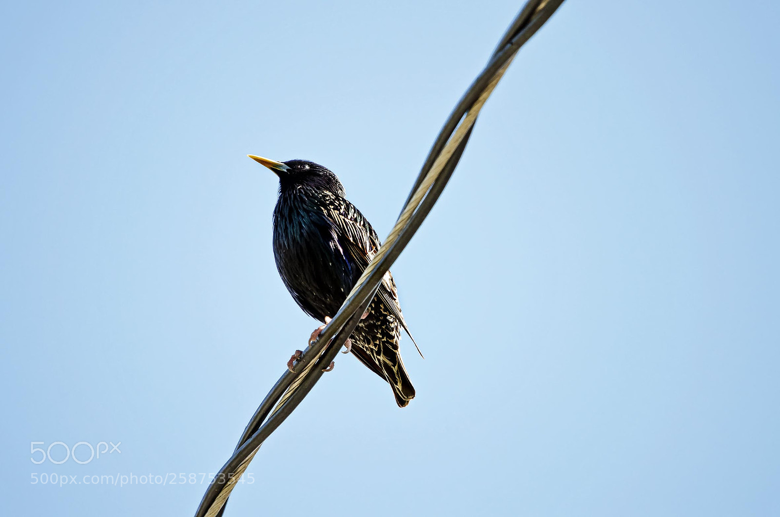Nikon D5100 sample photo. Common starling, bc photography