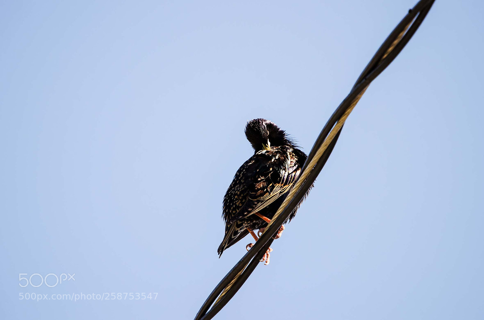 Nikon D5100 sample photo. Starling, bc photography