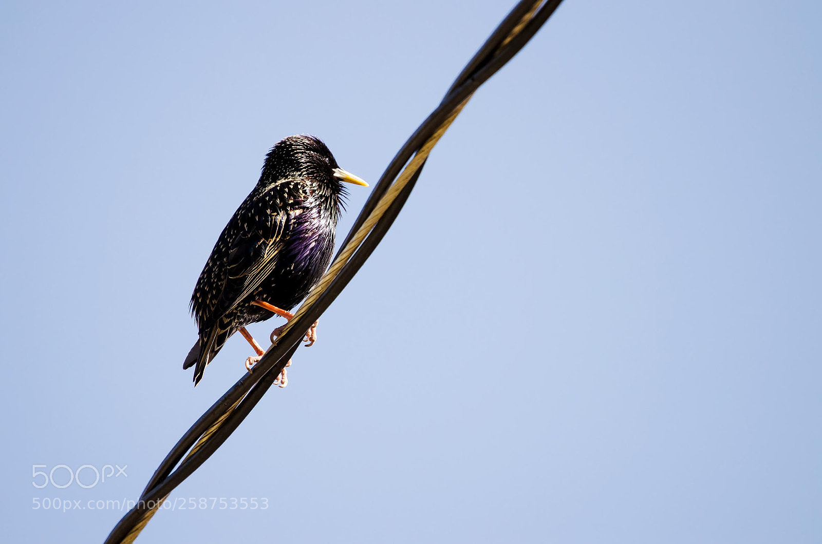 Nikon D5100 sample photo. Starling bird, canada photography