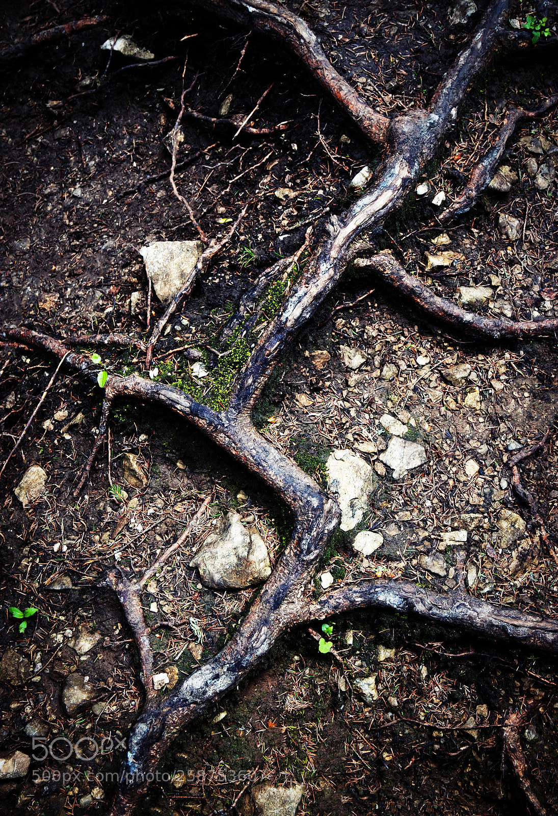 Nikon D5500 sample photo. Detail on tree roots photography