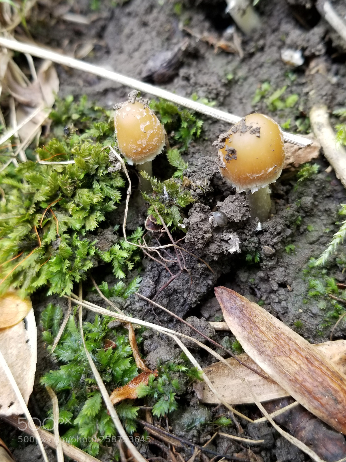 Samsung Galaxy S8 sample photo. Tiny shroomies photography