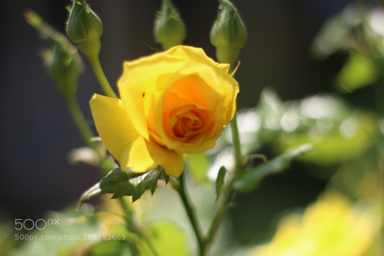 Canon EOS 70D sample photo. Gelbe rose photography