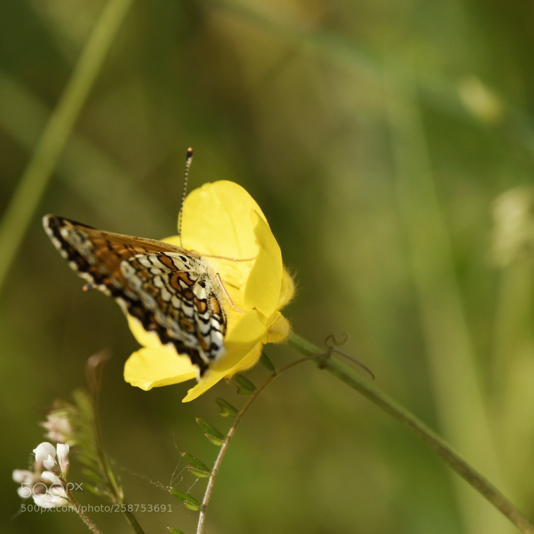 Nikon D750 sample photo. Discret photography