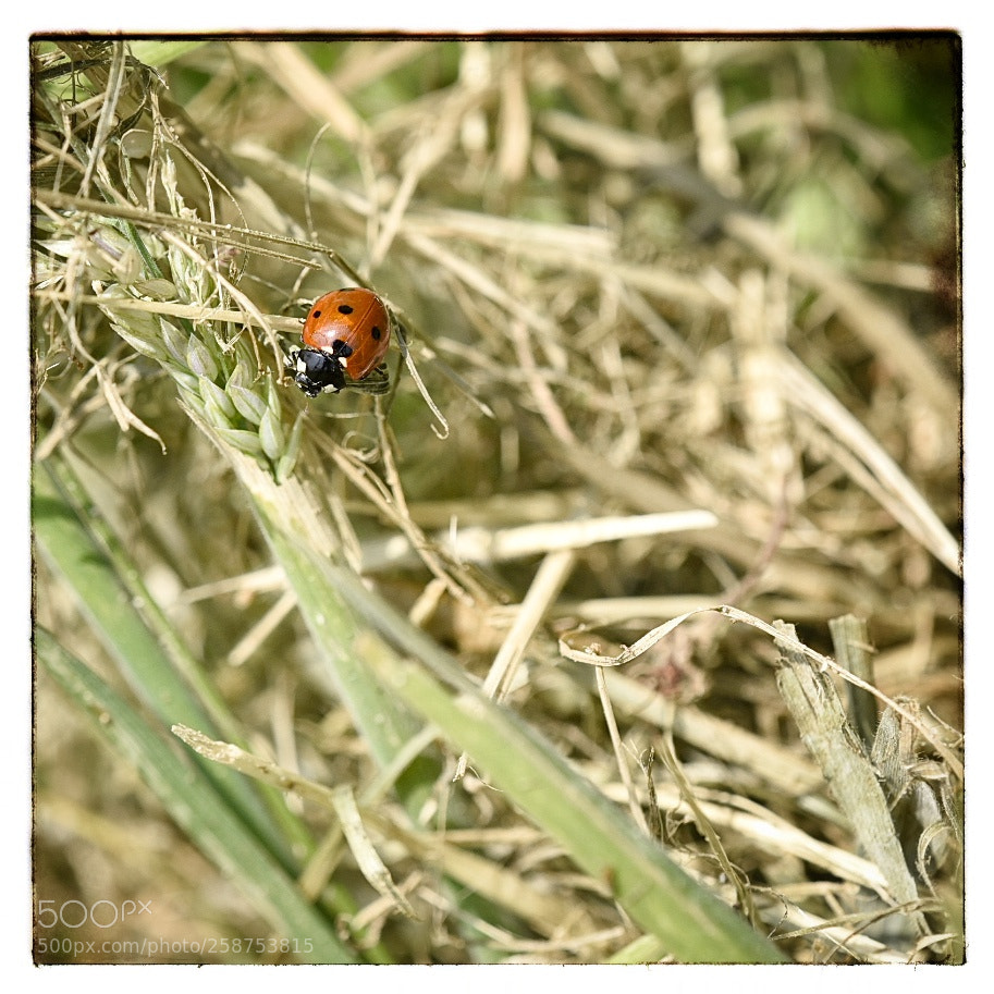 Nikon D750 sample photo. Coccinelle photography