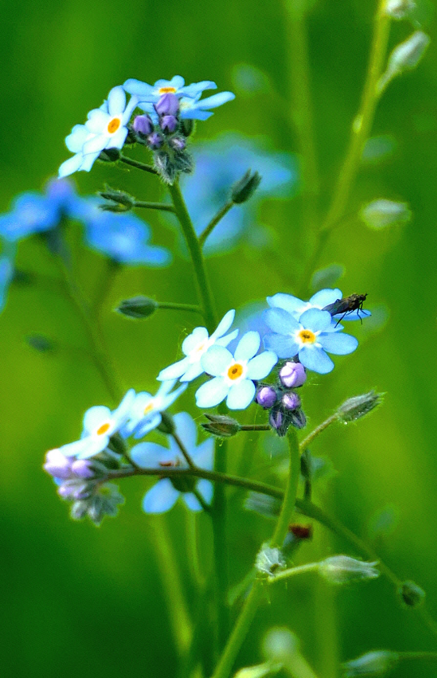 Panasonic PHOTOfunSTUDIO 9.5 PE sample photo. Myosotis photography