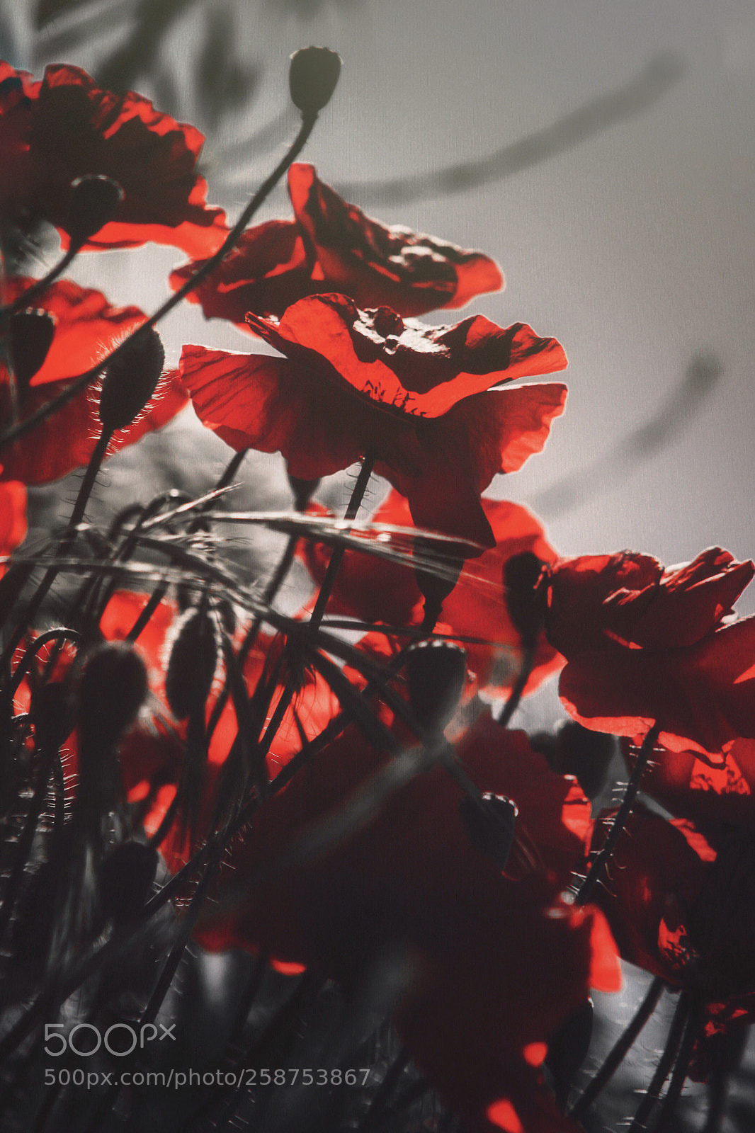 Canon EOS 500D (EOS Rebel T1i / EOS Kiss X3) sample photo. • photography