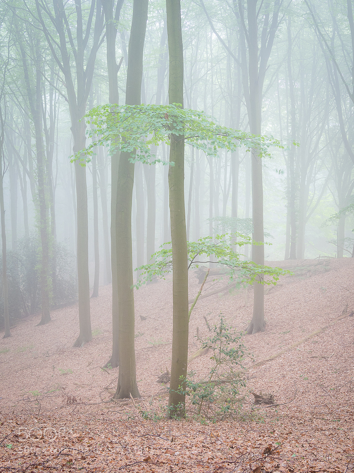 Olympus OM-D E-M1 Mark II sample photo. Lost in a fog photography