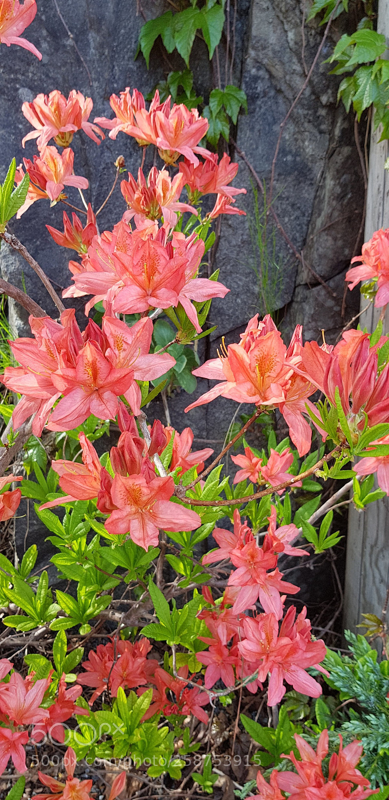 Samsung Galaxy S8 sample photo. Rododendron photography