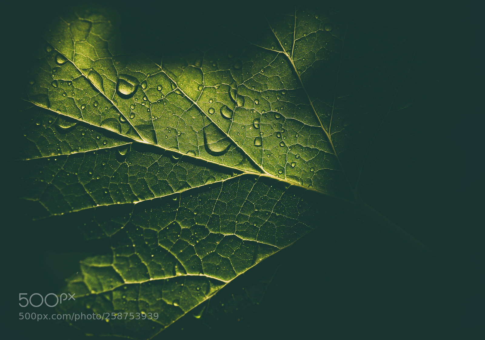 Nikon D800 sample photo. Rainforest photography