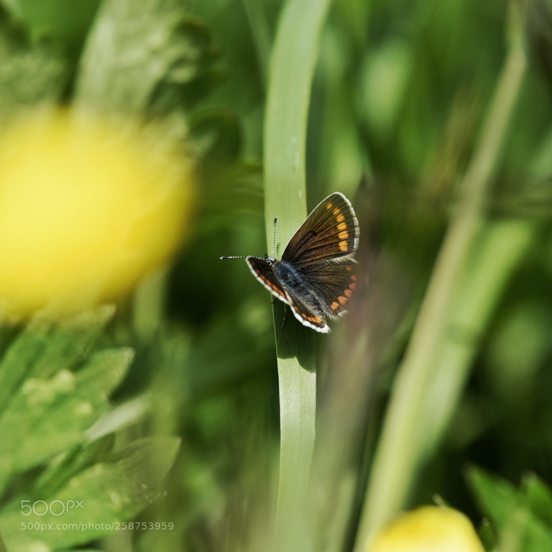 Nikon D750 sample photo. Pap photography