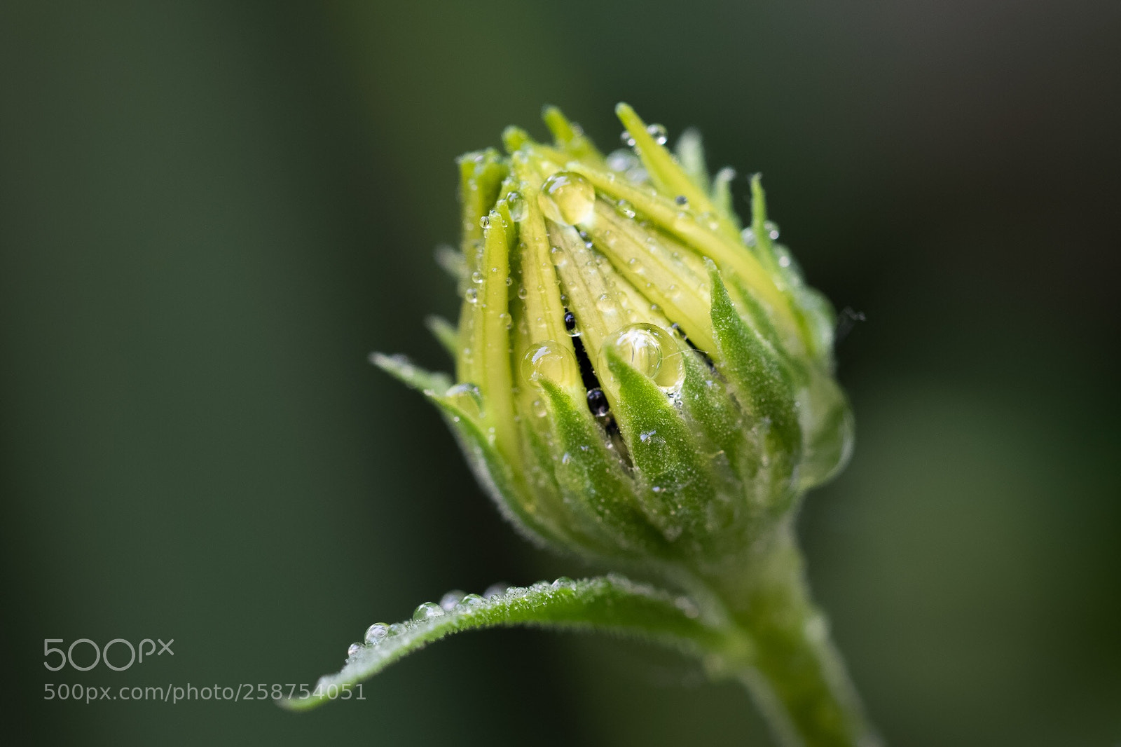 Canon EOS 7D Mark II sample photo. After the rain  photography