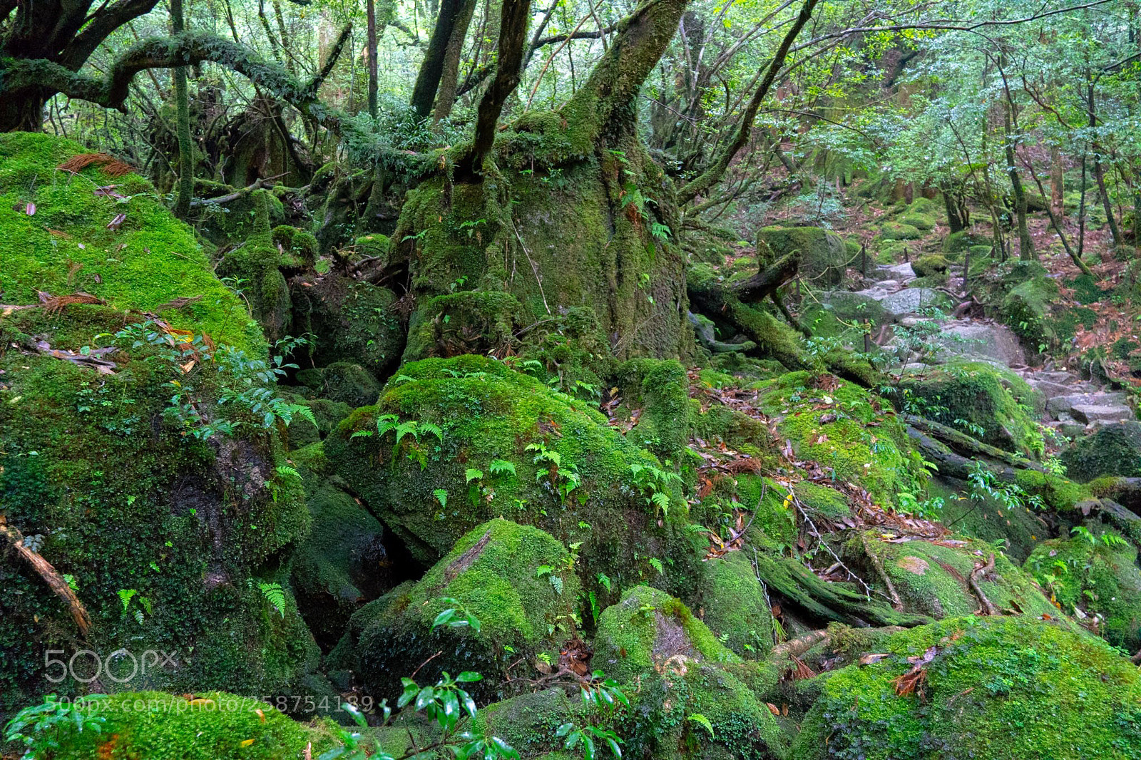 Sony a6300 sample photo. Magic forest photography