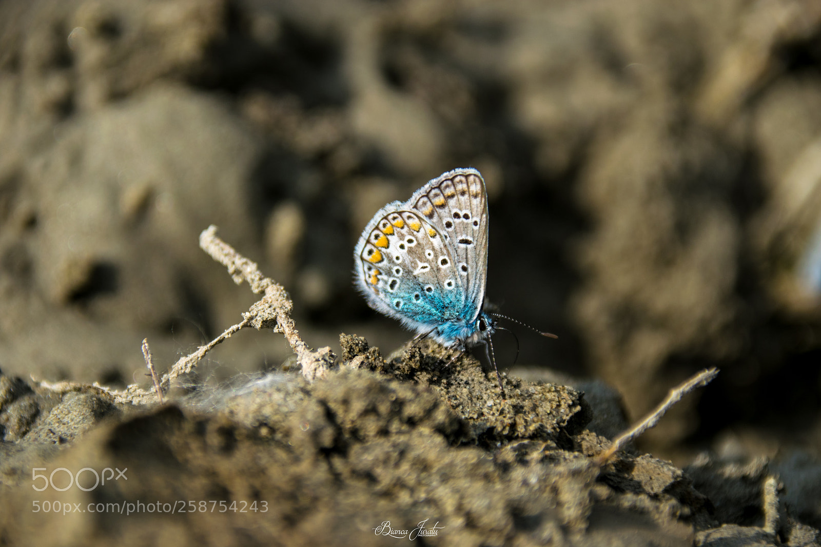 Nikon D3300 sample photo. Butterfly photography