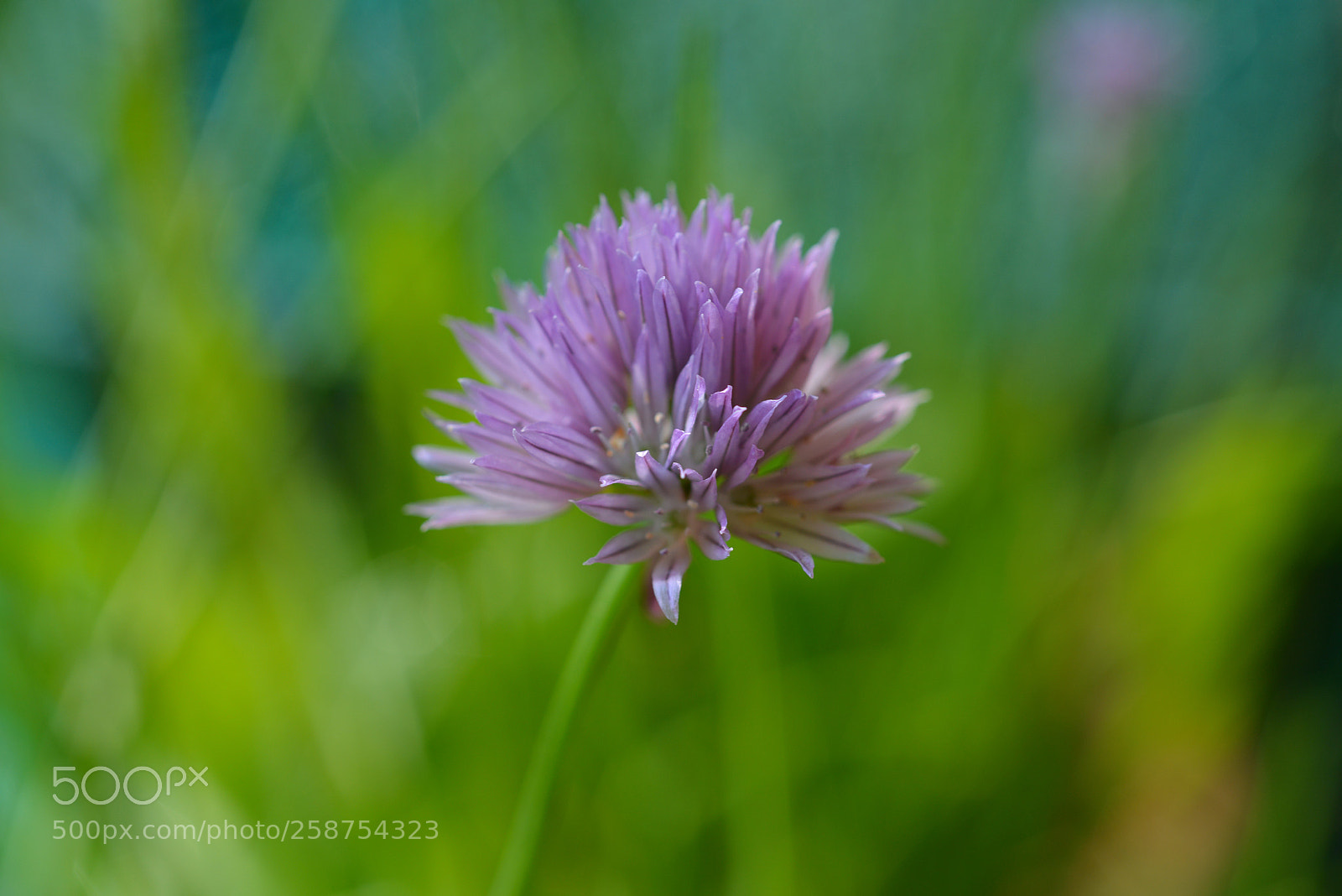 Nikon D800 sample photo. Pink beauty photography