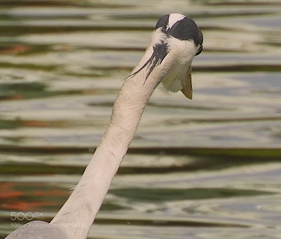 Nikon Coolpix B700 sample photo. Grey heron fishing photography