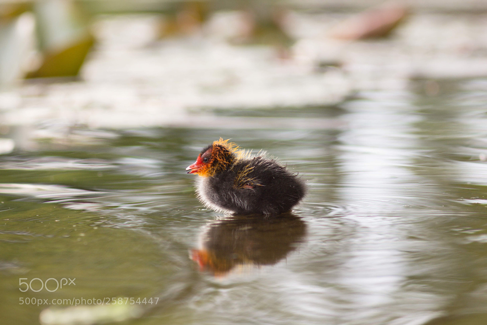 Canon EOS 60D sample photo. Little duck ? photography