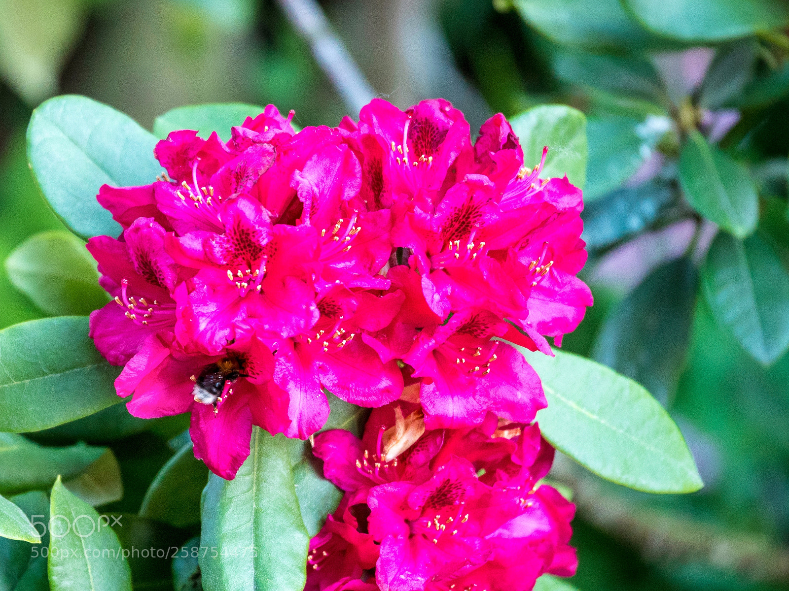 Panasonic Lumix DMC-GH4 sample photo. Neu photography