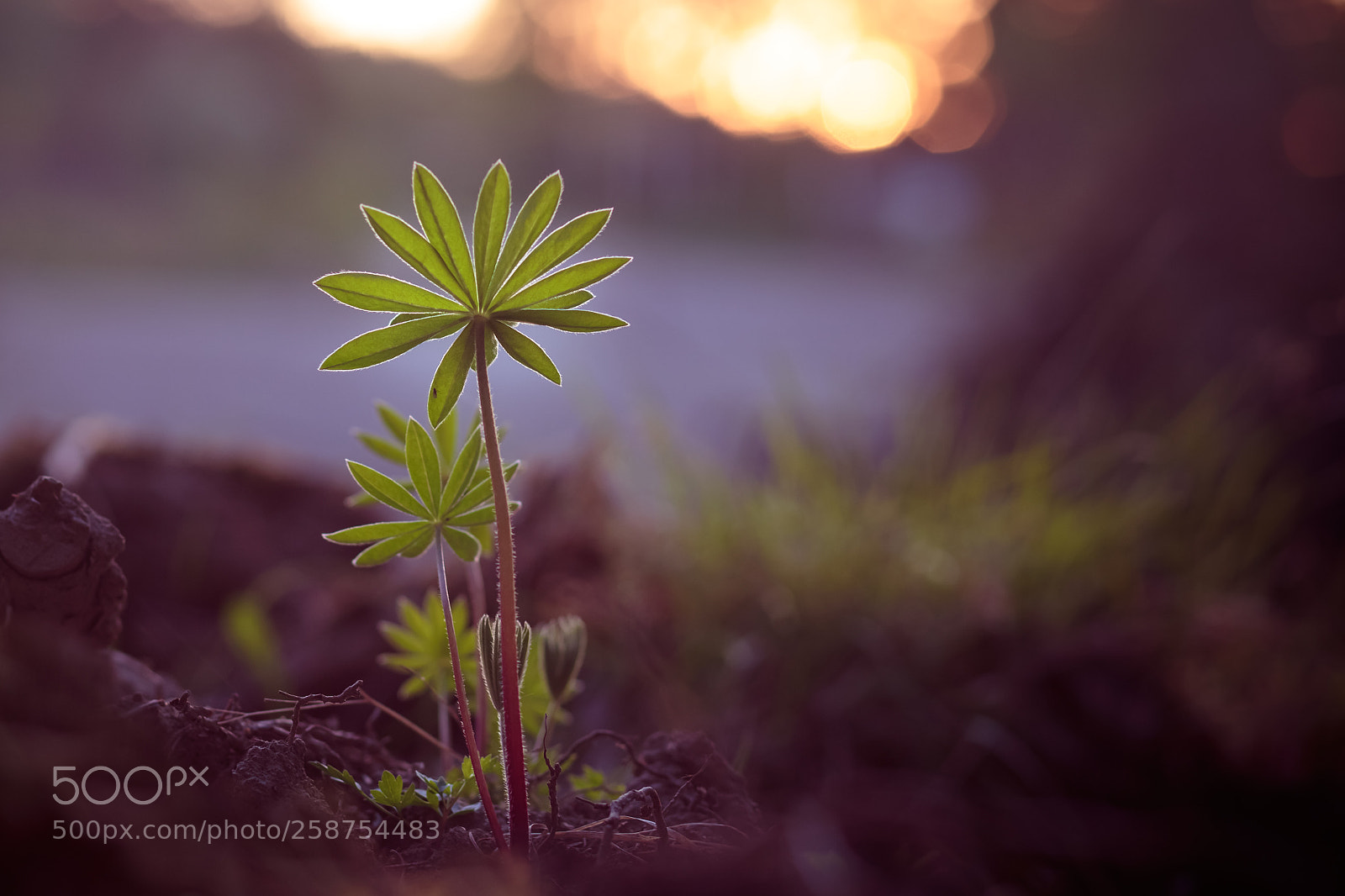 Canon EOS 6D sample photo. Lupine photography