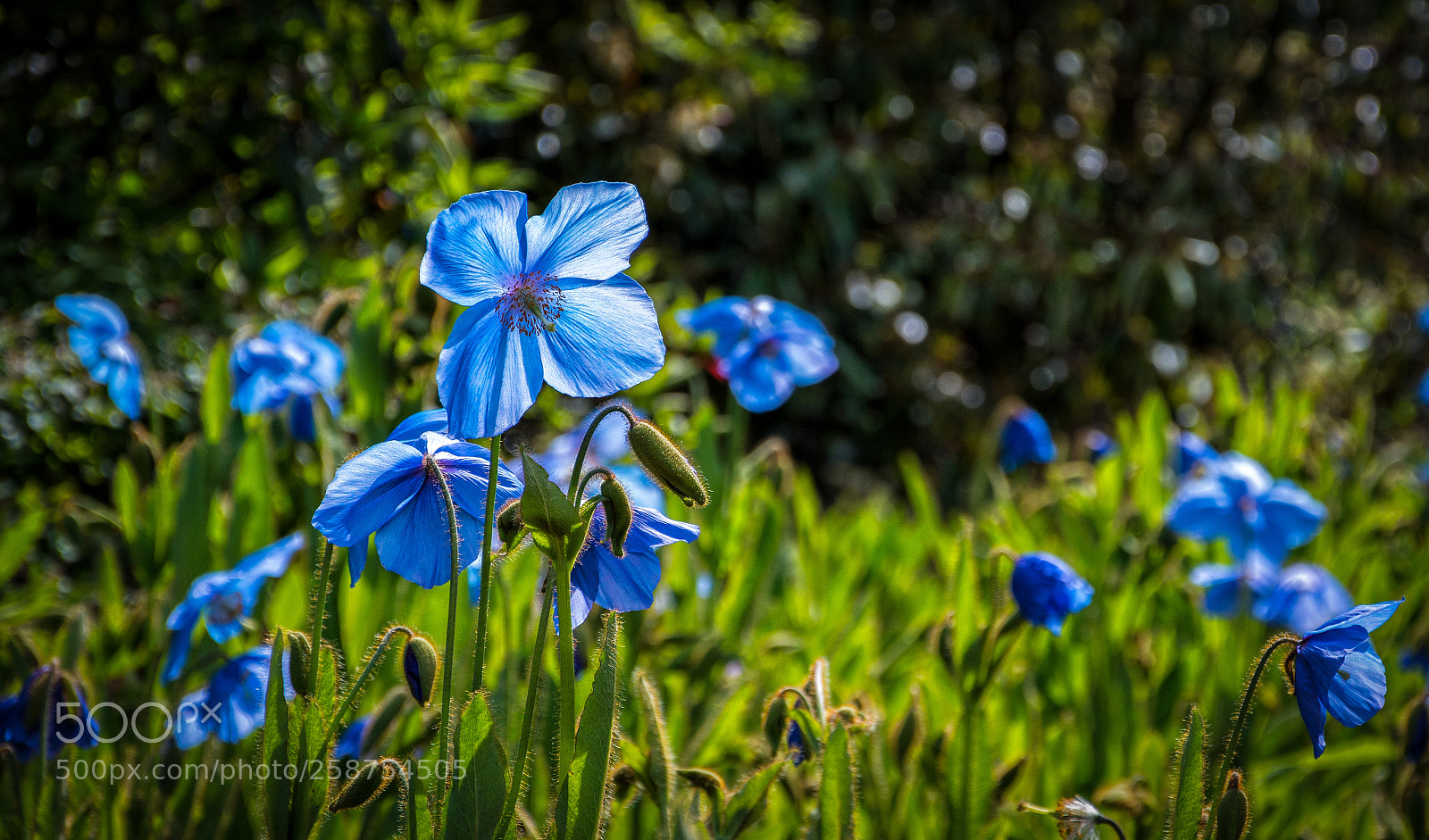 Nikon D7200 sample photo. Himalayan blue poppies botanic photography