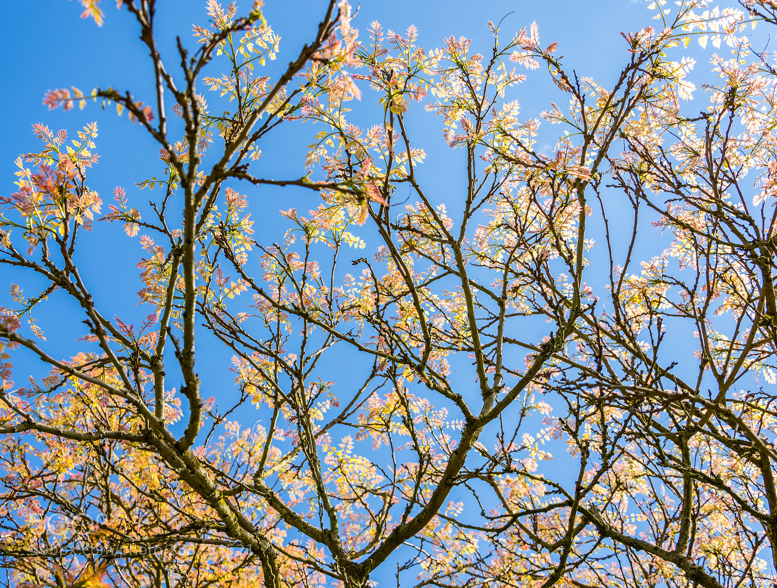 Nikon D7200 sample photo. Botanic gardens edinburgh photography