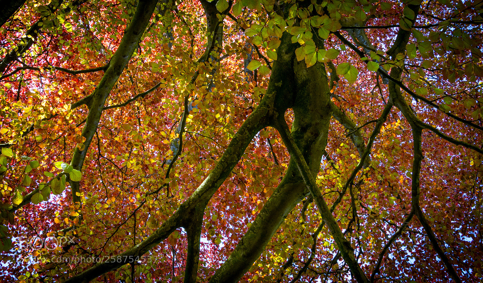Nikon D7200 sample photo. Botanic gardens edinburgh photography