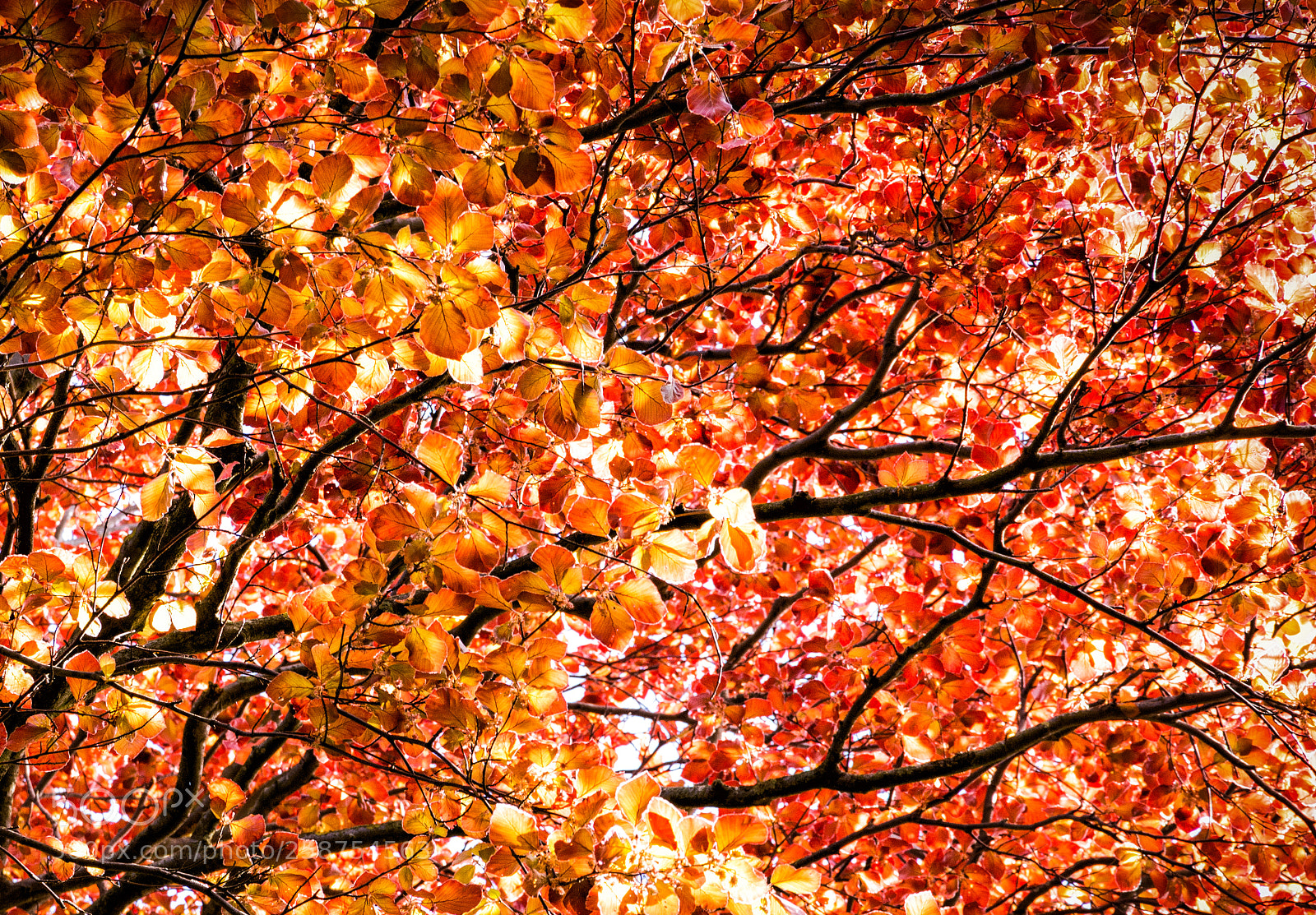 Nikon D7200 sample photo. Botanic gardens edinburgh photography