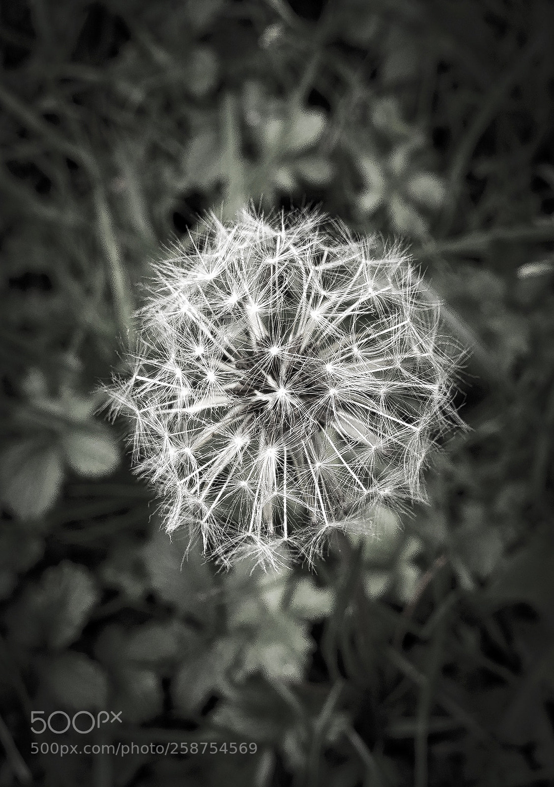 Sony a7 sample photo. Flower photography
