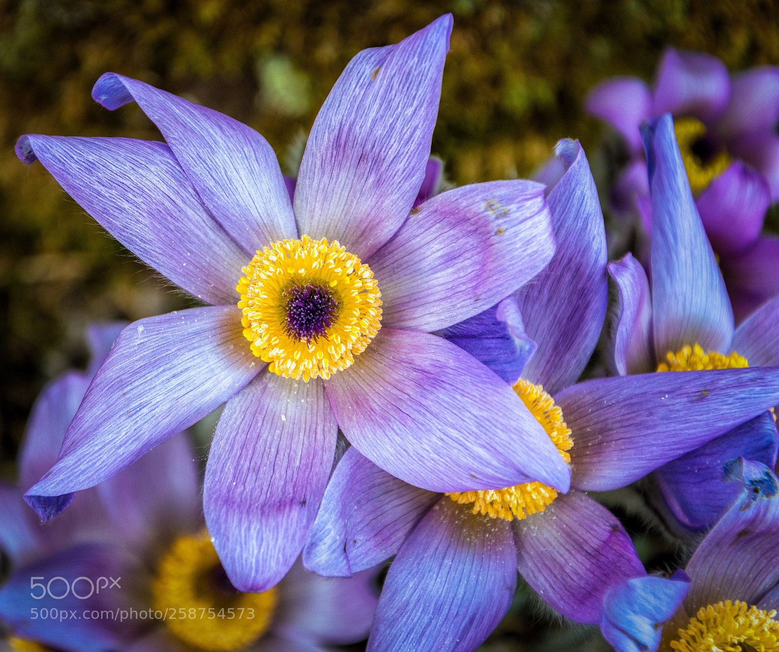 Nikon D7200 sample photo. Botanic gardens edinburgh photography