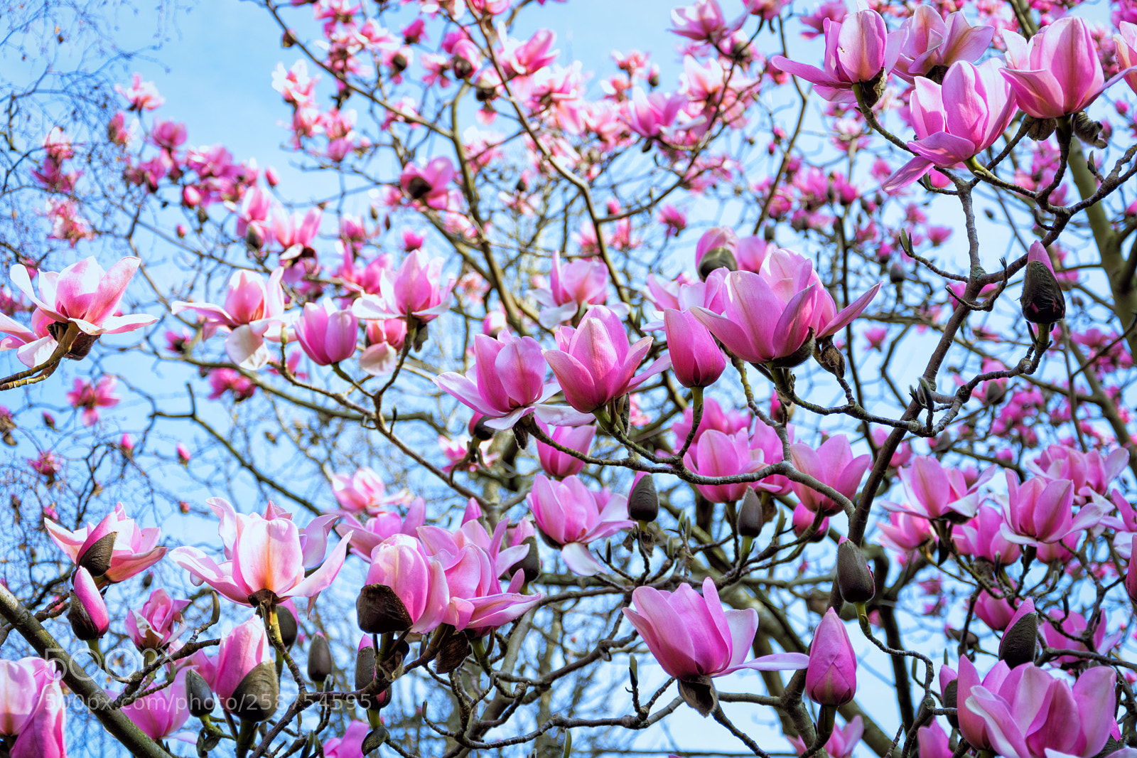 Nikon D7200 sample photo. Campbell's magnolia tree botanic photography