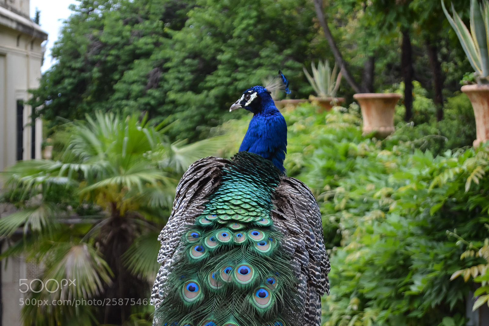 Nikon D3100 sample photo. Peacock photography