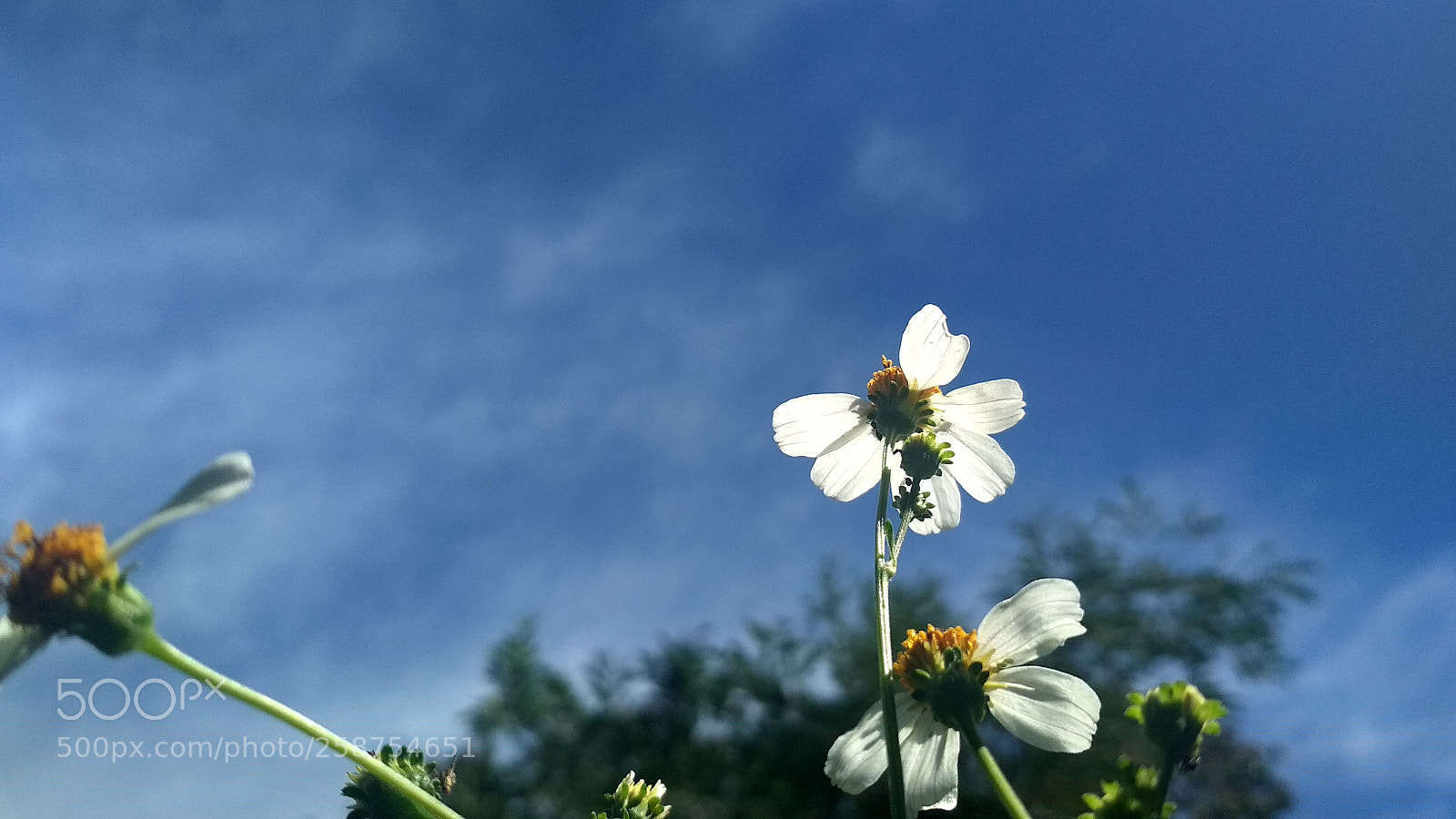 Xiaomi Redmi 4X sample photo. Untitled photography