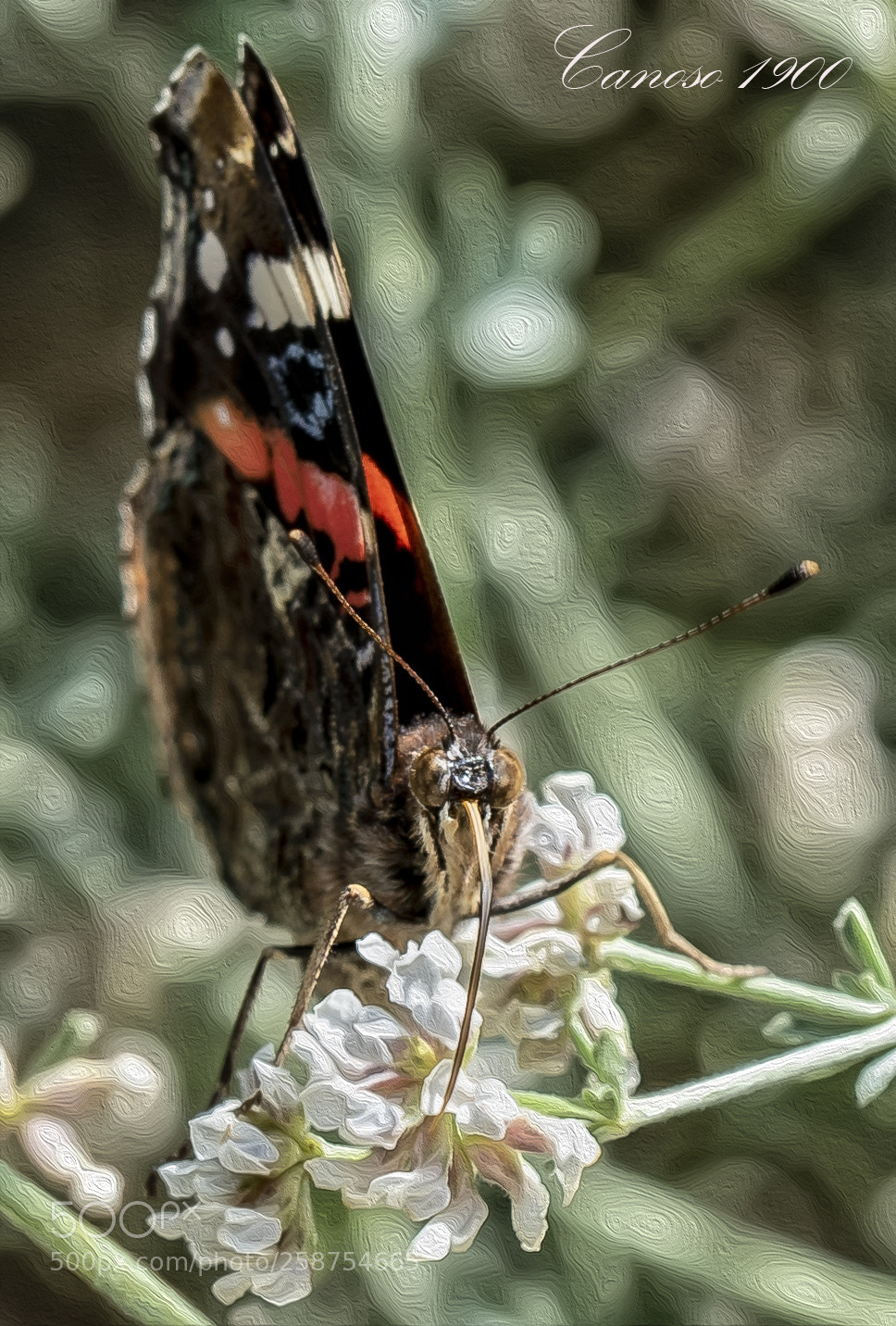 Nikon D810 sample photo. Primavera photography