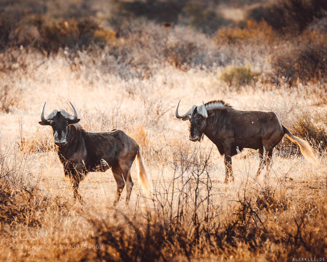 Canon EOS 7D Mark II sample photo. Two wildebeests standing in photography