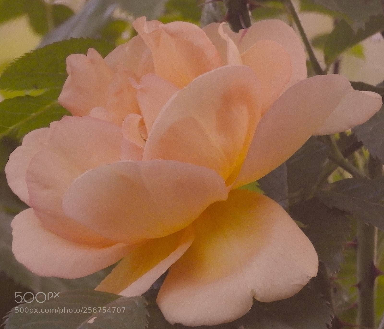 Nikon Coolpix B700 sample photo. Spirit of the rose photography