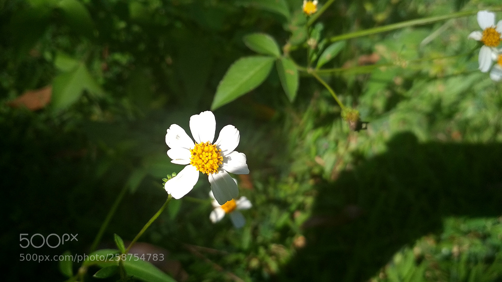 Xiaomi Redmi 4X sample photo. Untitled photography