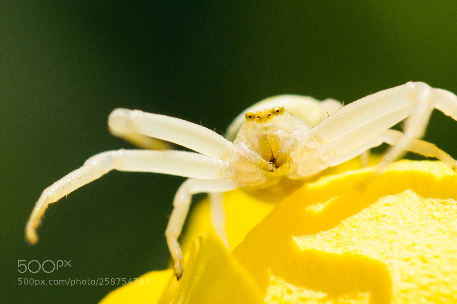 Canon EOS 7D sample photo. Spider and globeflower photography