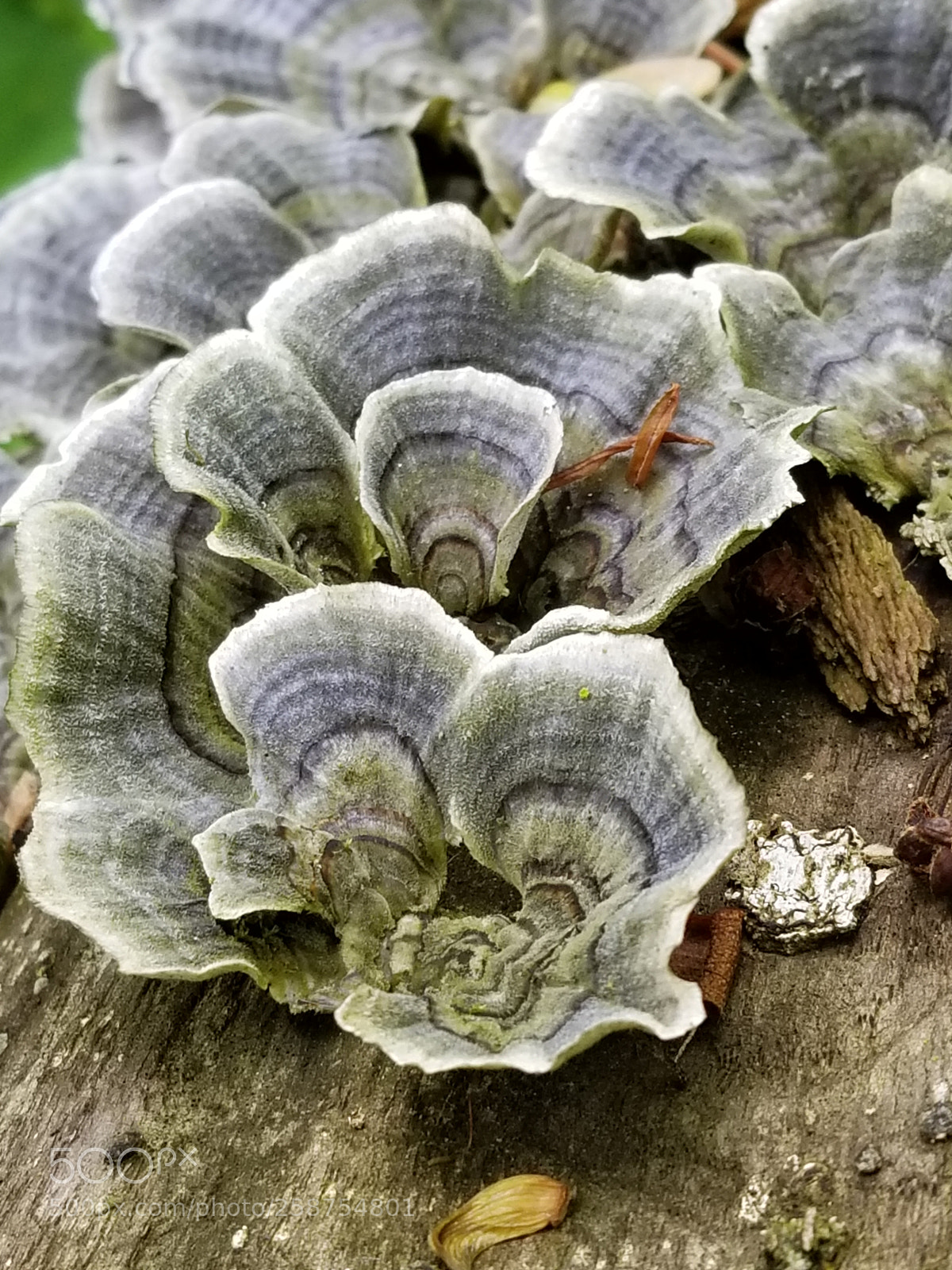 Samsung Galaxy S8 sample photo. Lichens photography
