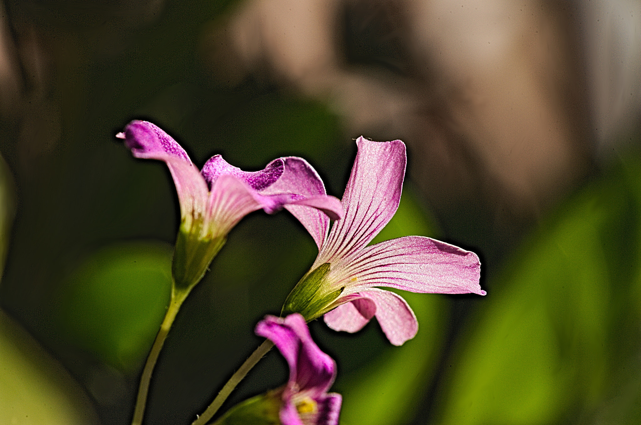 Nikon D700 sample photo. Little flowers photography