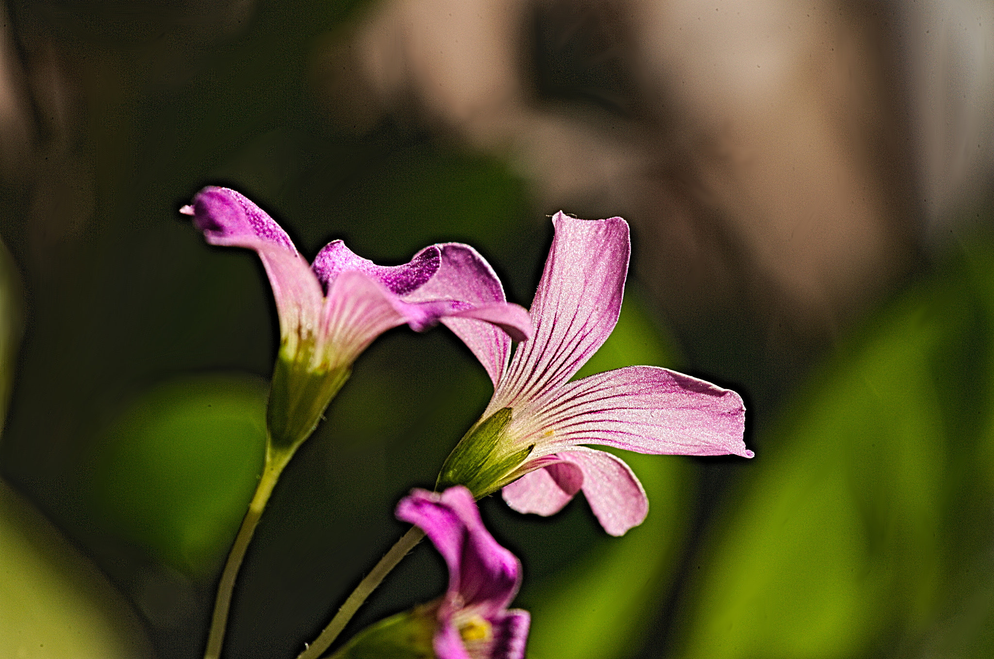 Manual Lens No CPU sample photo. Little flowers photography