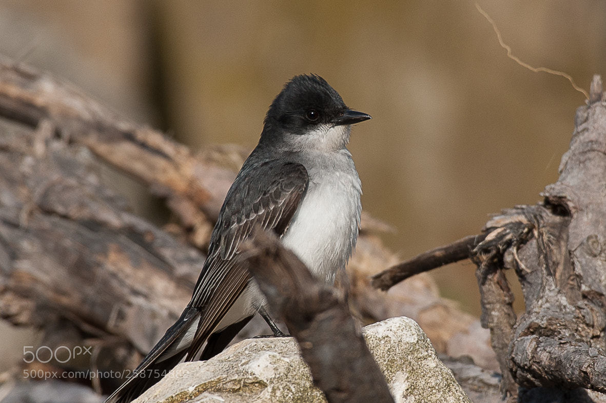 Nikon D700 sample photo. Eastern kingbird photography